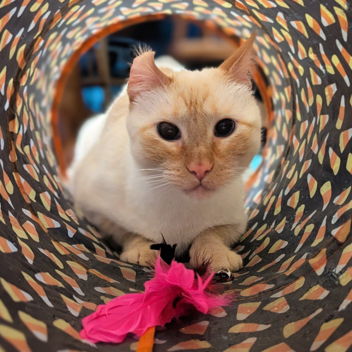 Gentle Experienced Cat Companion