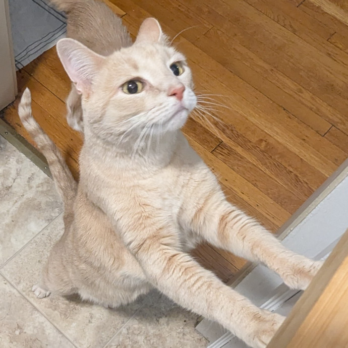 Gentle Experienced Cat Companion