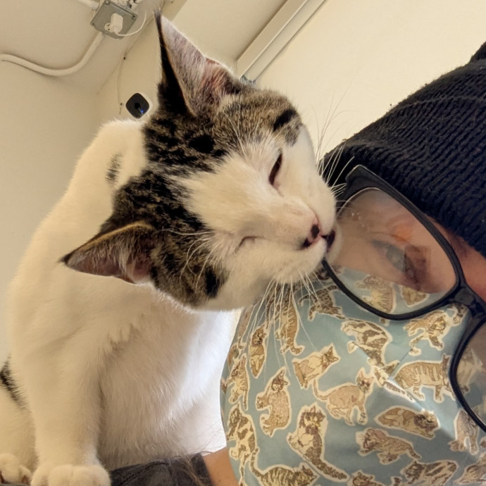 Gentle Experienced Cat Companion
