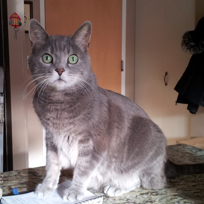 Gentle Experienced Cat Companion