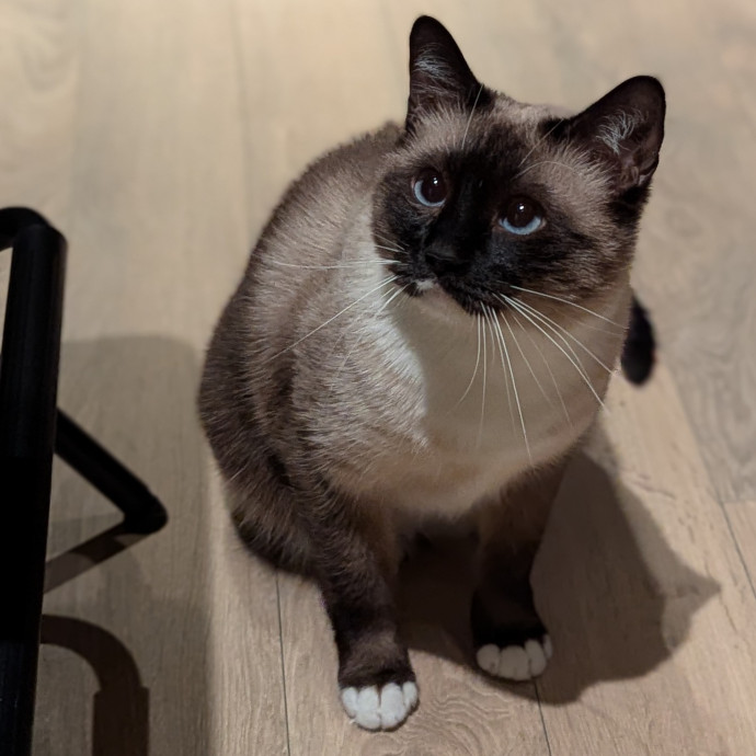 Gentle Experienced Cat Companion