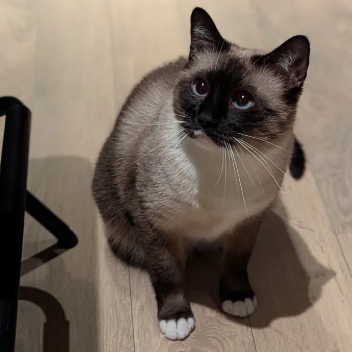 Gentle Experienced Cat Companion