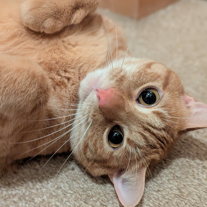 Gentle Experienced Cat Companion