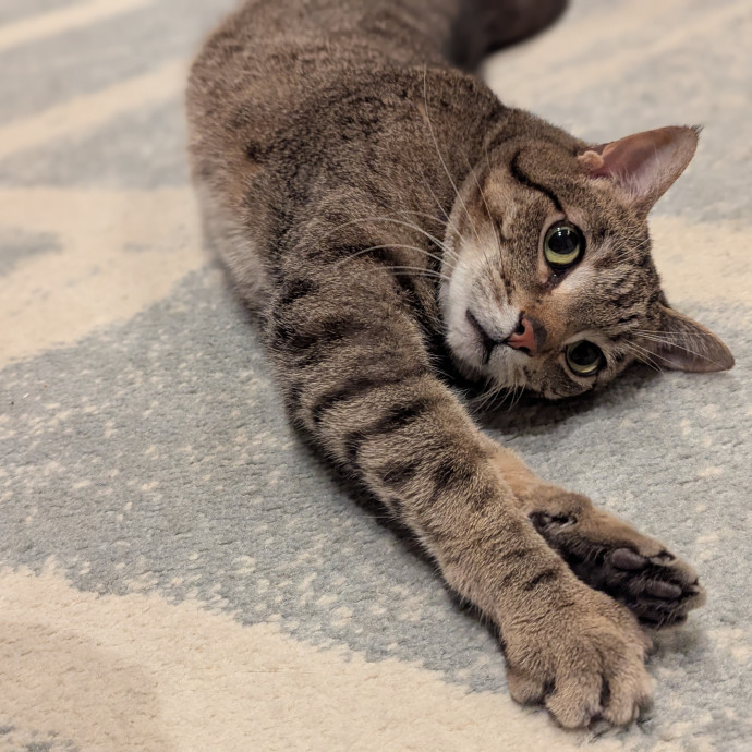 Gentle Experienced Cat Companion