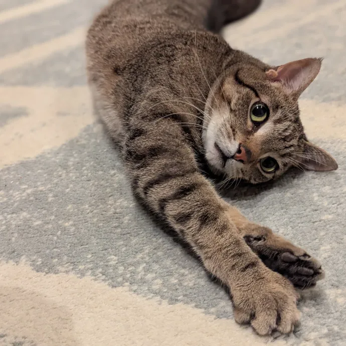 Gentle Experienced Cat Companion