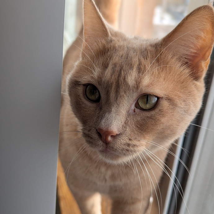 Gentle Experienced Cat Companion