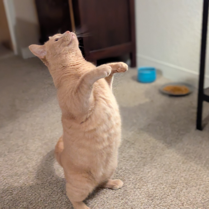 Gentle Experienced Cat Companion