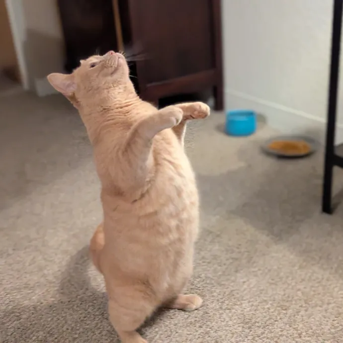 Gentle Experienced Cat Companion