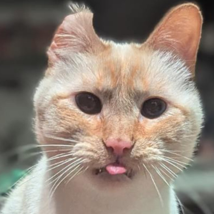 Gentle Experienced Cat Companion