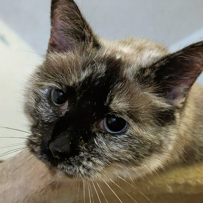 Gentle Experienced Cat Companion