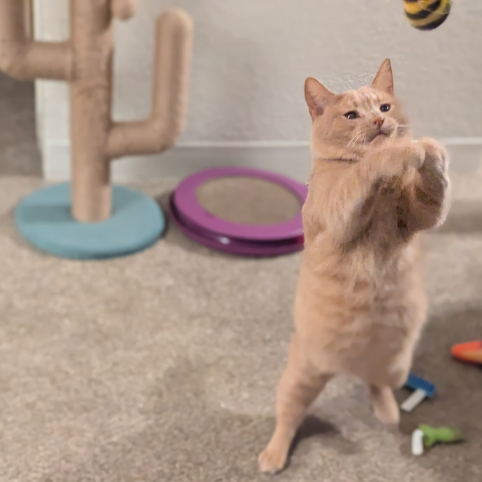 Gentle Experienced Cat Companion