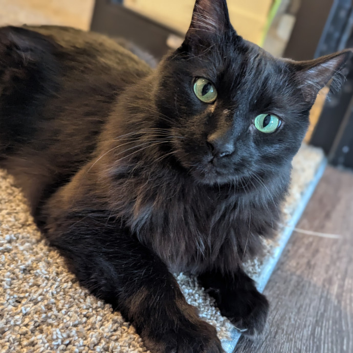 Gentle Experienced Cat Companion