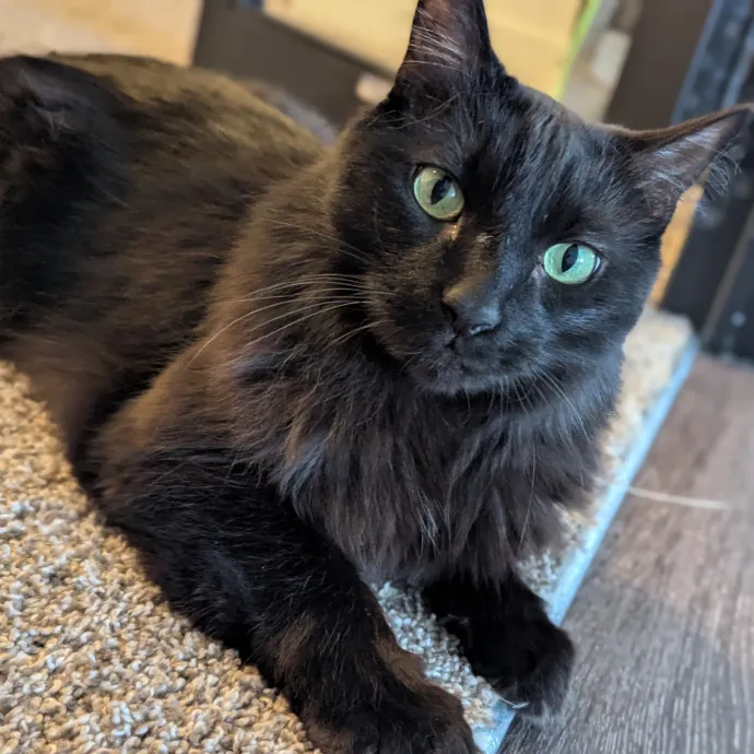 Gentle Experienced Cat Companion