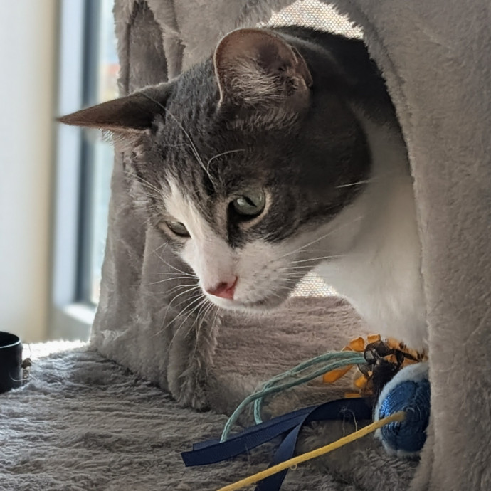Gentle Experienced Cat Companion