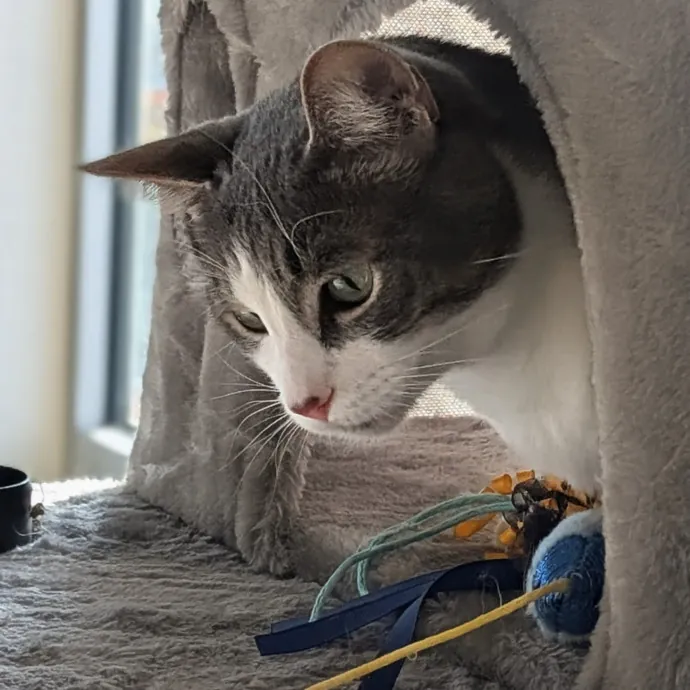 Gentle Experienced Cat Companion