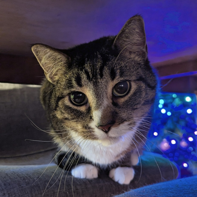 Gentle Experienced Cat Companion