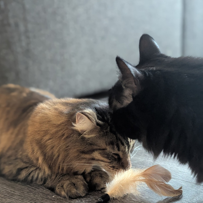 Gentle Experienced Cat Companion