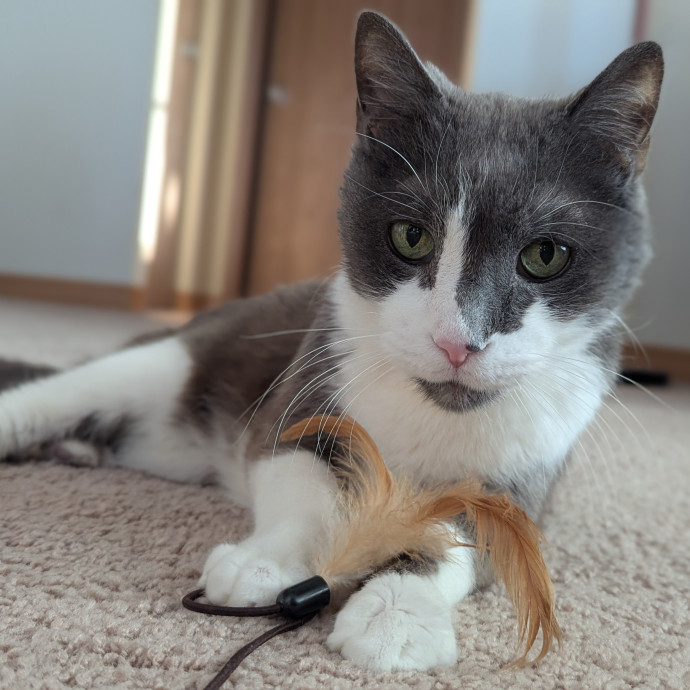 Gentle Experienced Cat Companion