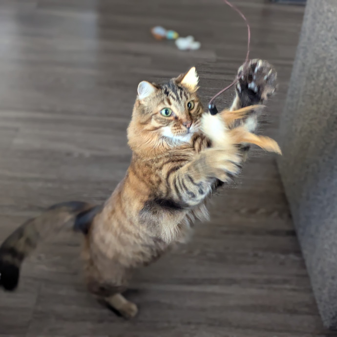 Gentle Experienced Cat Companion