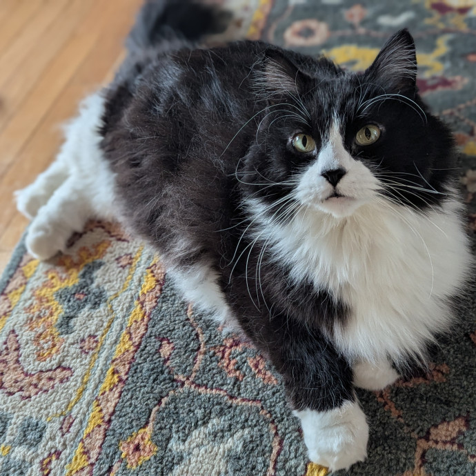 Gentle Experienced Cat Companion