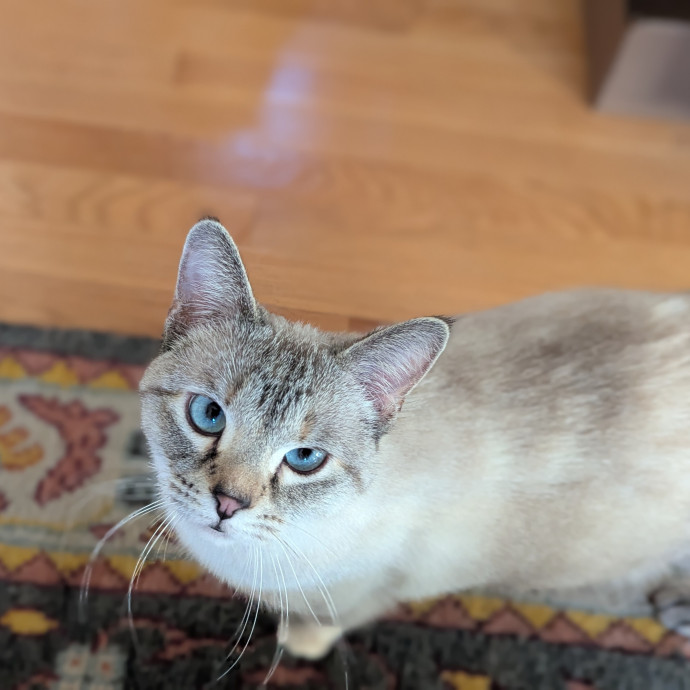 Gentle Experienced Cat Companion