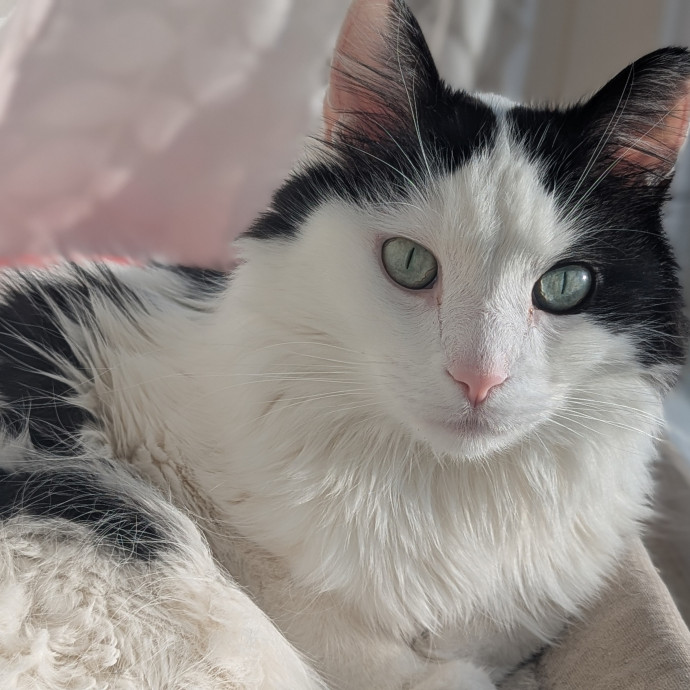 Gentle Experienced Cat Companion