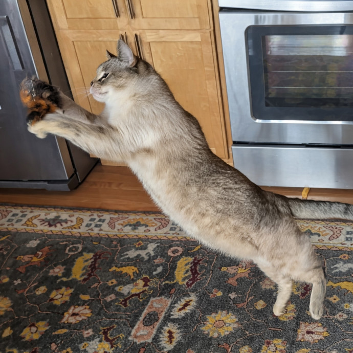 Gentle Experienced Cat Companion