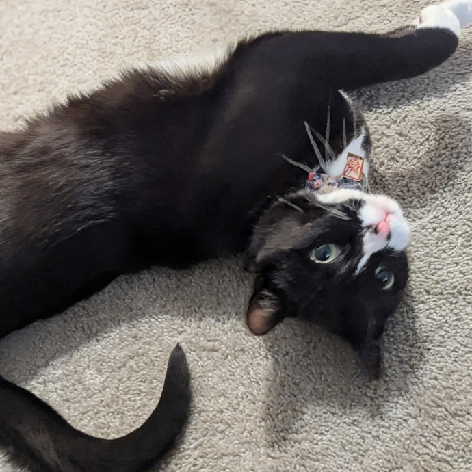 Gentle Experienced Cat Companion
