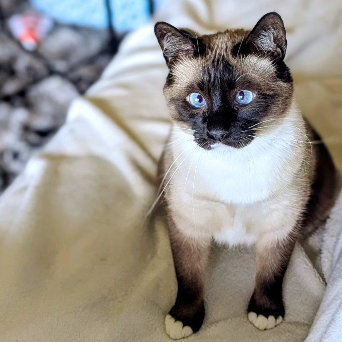 Gentle Experienced Cat Companion