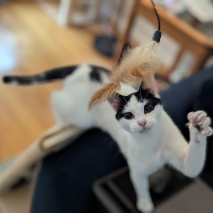 Gentle Experienced Cat Companion