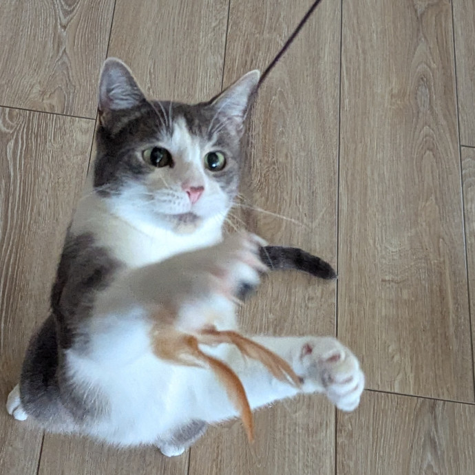 Gentle Experienced Cat Companion