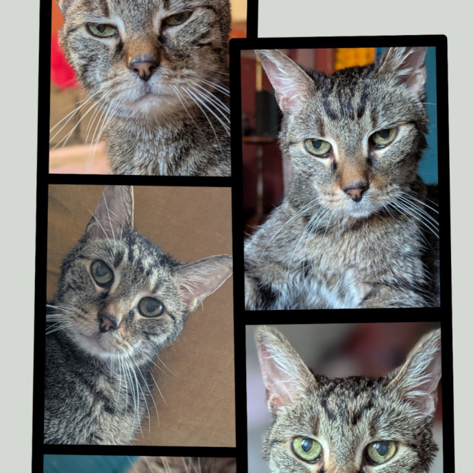 Gentle Experienced Cat Companion