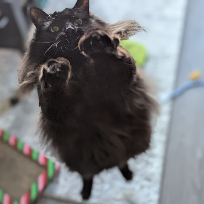 Gentle Experienced Cat Companion