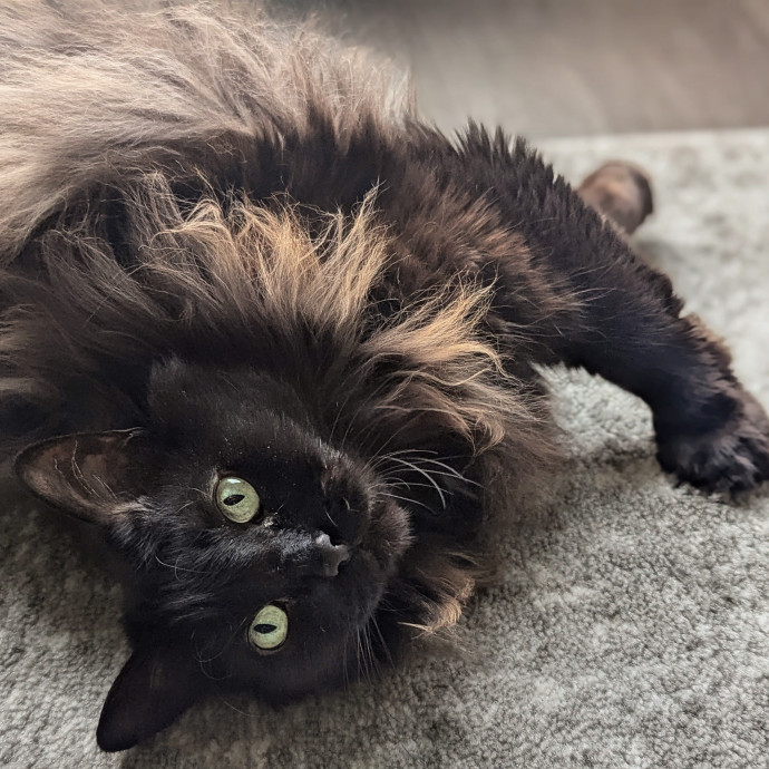 Gentle Experienced Cat Companion
