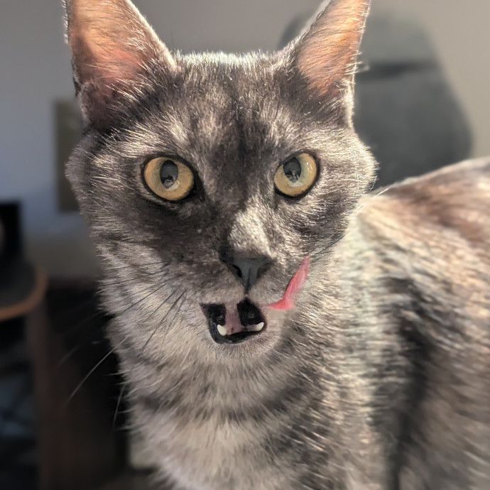 Gentle Experienced Cat Companion