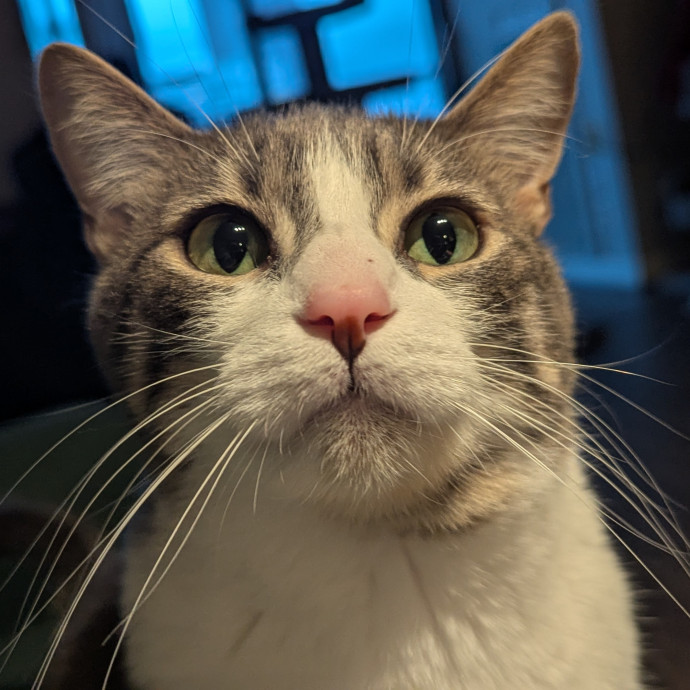 Gentle Experienced Cat Companion