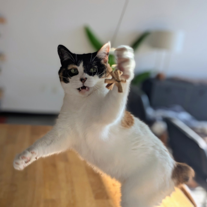 Gentle Experienced Cat Companion