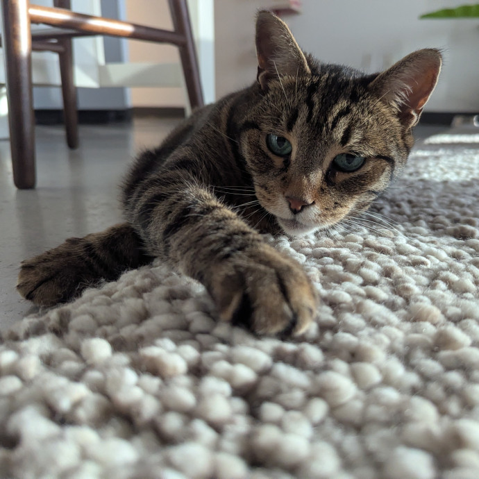 Gentle Experienced Cat Companion