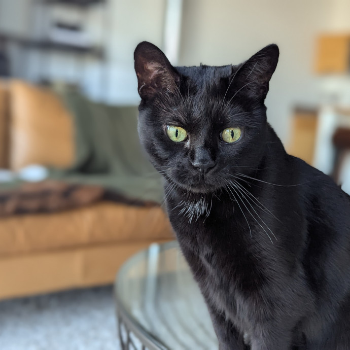 Gentle Experienced Cat Companion