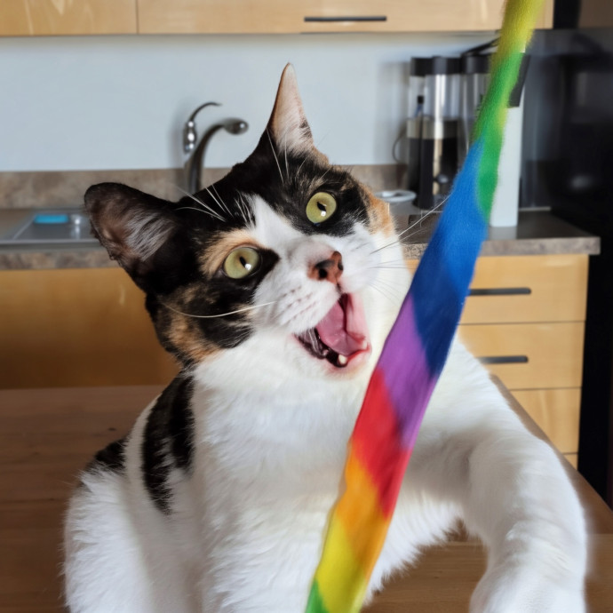 Gentle Experienced Cat Companion