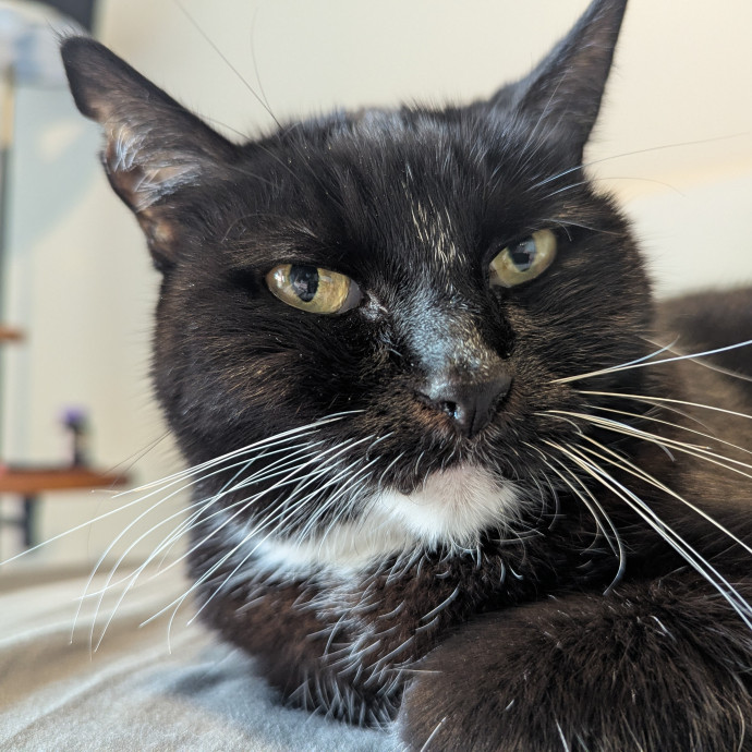 Gentle Experienced Cat Companion