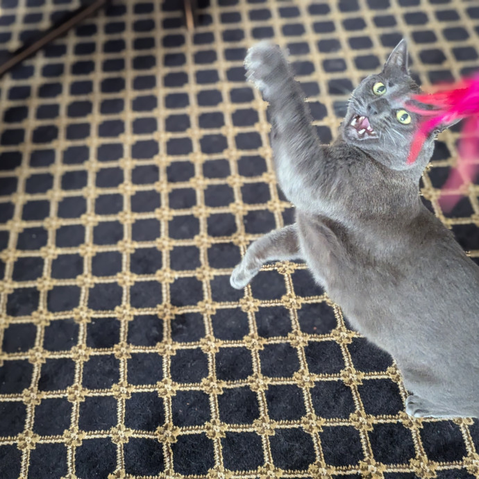 Gentle Experienced Cat Companion