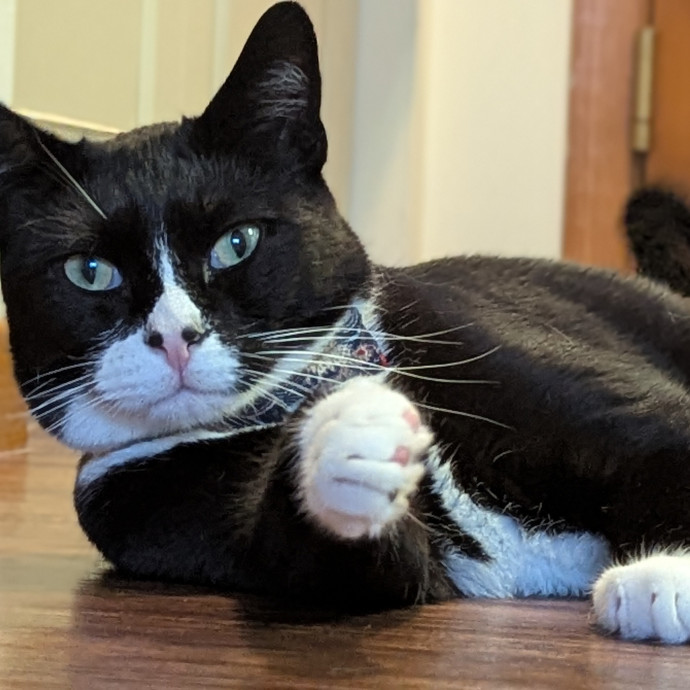Gentle Experienced Cat Companion