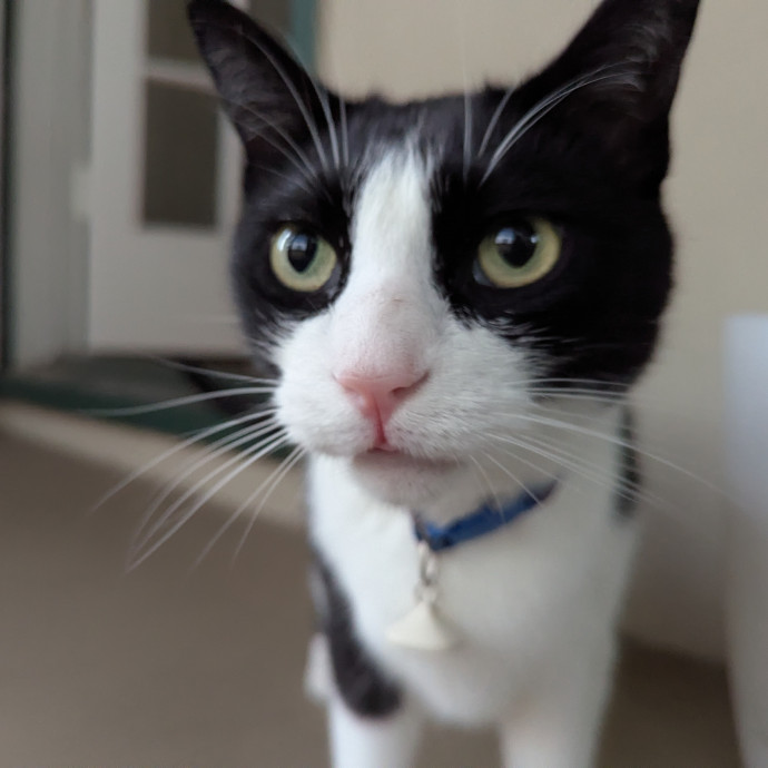 Gentle Experienced Cat Companion