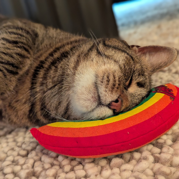Gentle Experienced Cat Companion