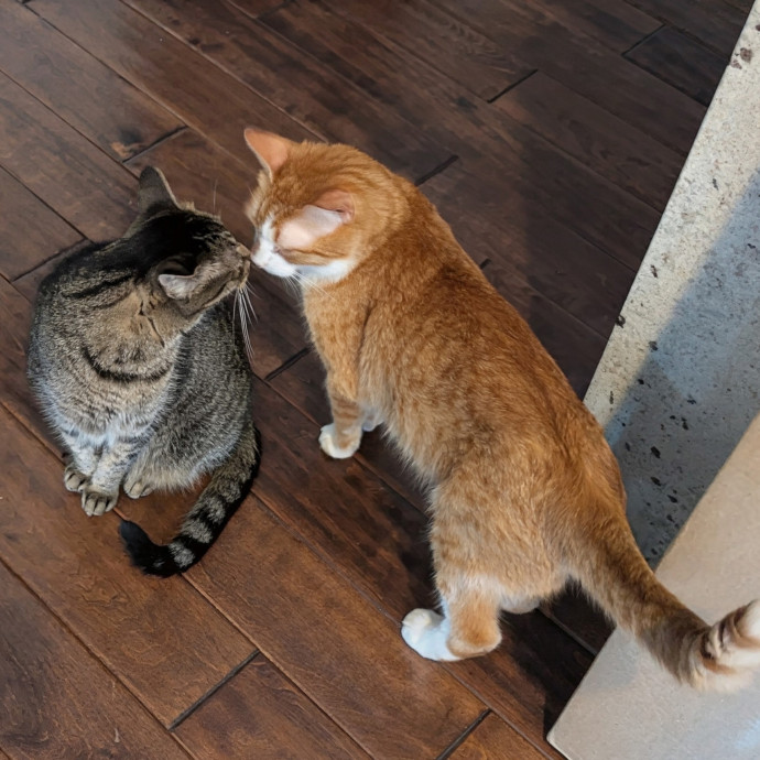 Gentle Experienced Cat Companion photo 3