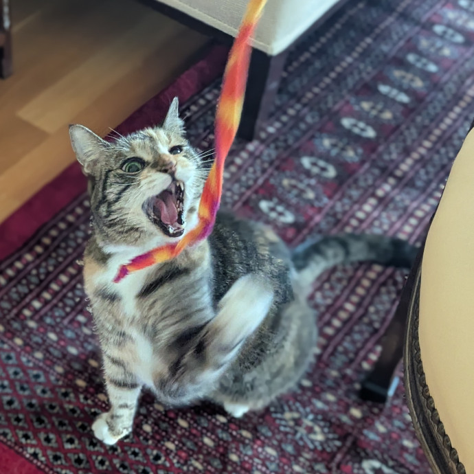 Gentle Experienced Cat Companion photo 2
