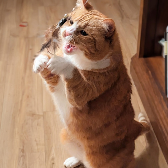 Gentle Experienced Cat Companion photo 3