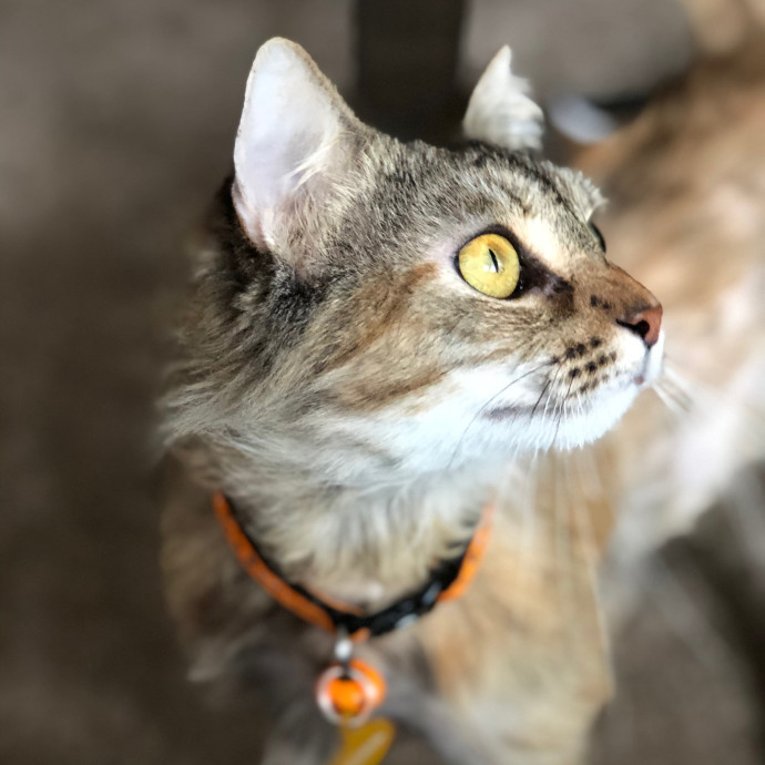 Caitlin's Paw-Some Sf Cat Sitting