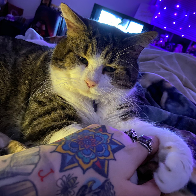 Caitlin's Paw-Some Sf Cat Sitting